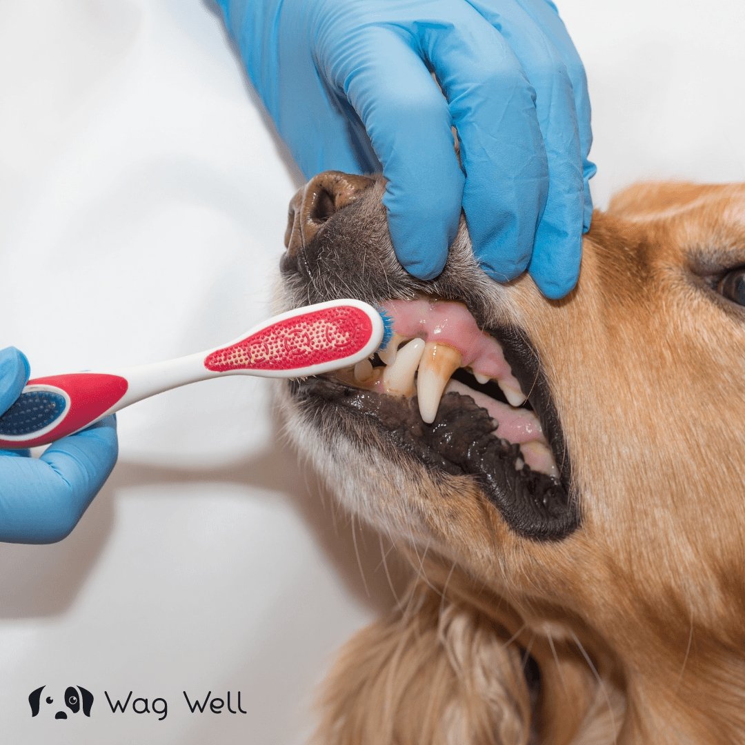 How To Keep Your Dog’s Teeth Clean Wag Well