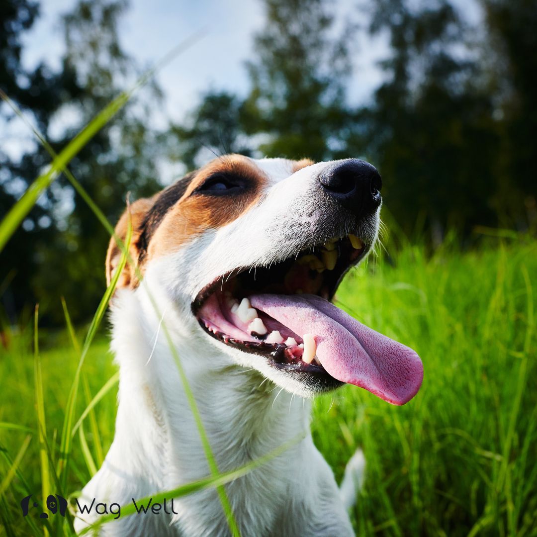 My dog's breath smells like best sale rotten fish