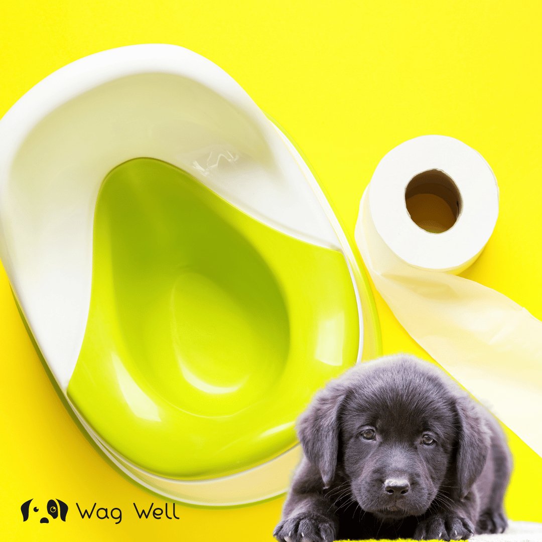 Dog bland diet yellow hot sale poop