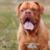 5 Facts About the Dogue de Bordeaux - Wag Well