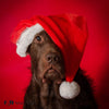What Should I Get My Dog for Christmas? - Wag Well